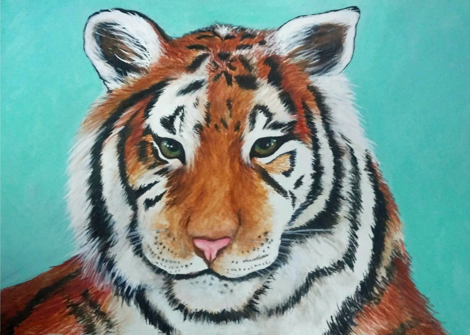 Bengal Tiger (Panthera tigris tigris) Dimensions & Drawings