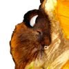 Autumn bison close up