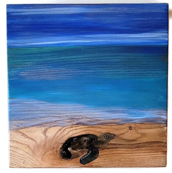 Sea Turtle Sea Turtle
