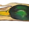 Mallard Duck